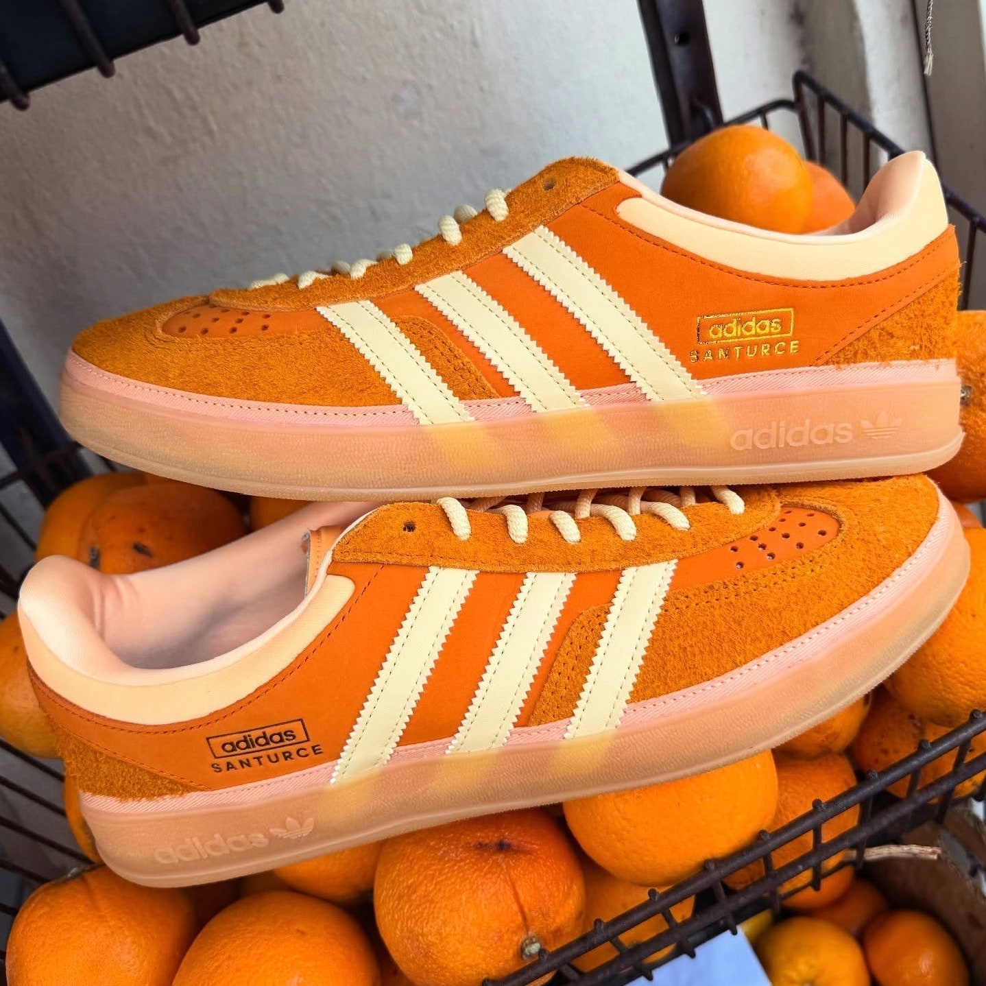 Gazelle Indoor 'Santurce'